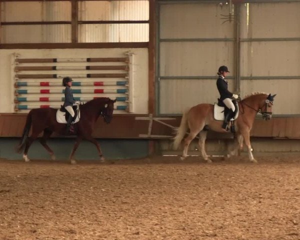 Reitturnier Meinerzhagen 2016