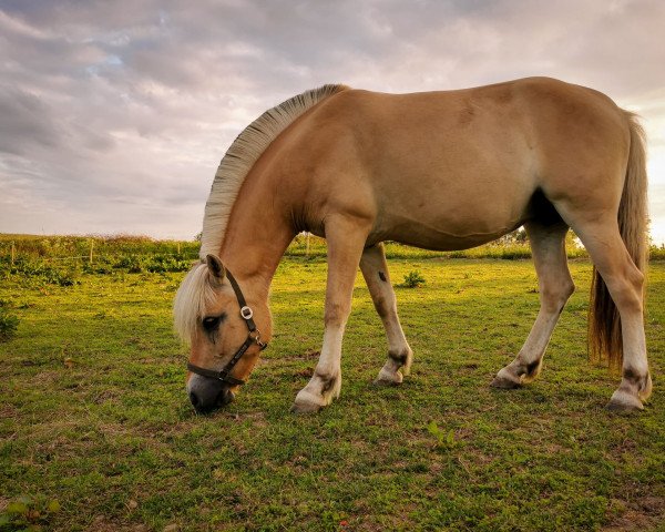 broodmare Hæstrups Tea (Fjord Horse, 2017, from Rånn N.2659)