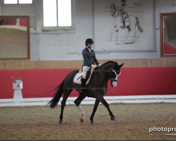 dressage horse Caribo le Beau (Hanoverian, 2001, from Carismo II 123 FIN)