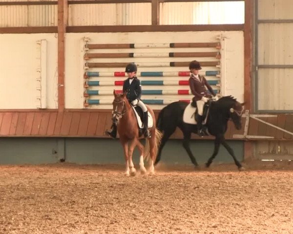 Reitturnier Meinerzhagen 2016