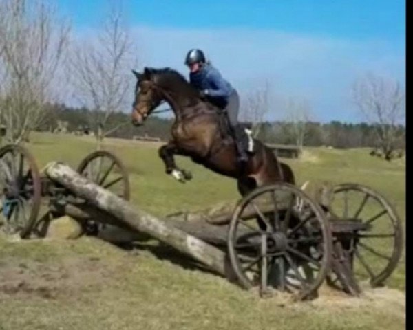 jumper Hokuspokus 23 (Hanoverian, 2014, from Herbstkönig 2)