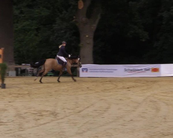 Reitturnier Buchenhof-Ibbenbüren 2016