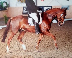 dressage horse Fighting Alpha 4 (Westphalian, 2009, from Fanfani 4)