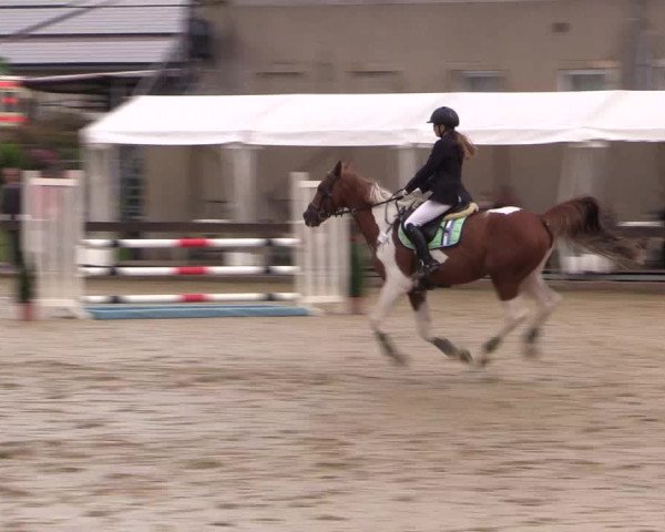 Reitturnier Buchenhof-Ibbenbüren 2016
