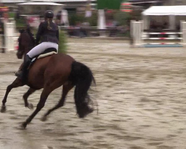 Reitturnier Buchenhof-Ibbenbüren 2016