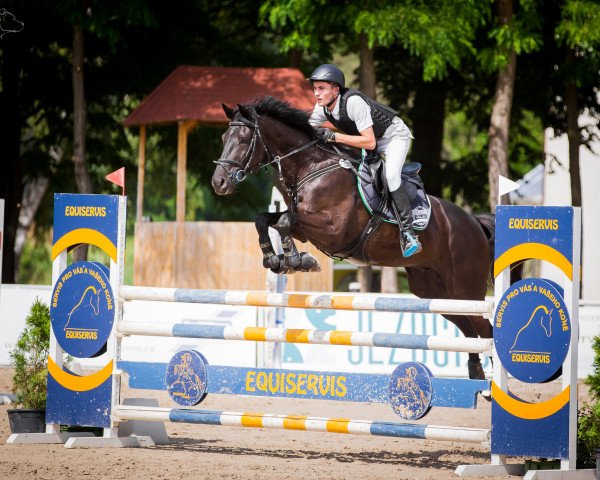 Springpferd Cascallo (Oldenburger, 2011, von Cascall)