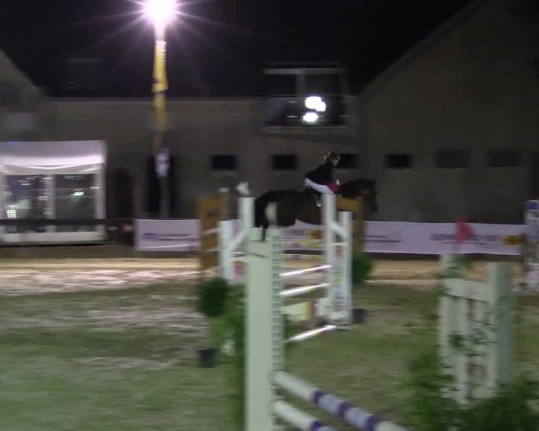 Reitturnier Buchenhof-Ibbenbüren 2016