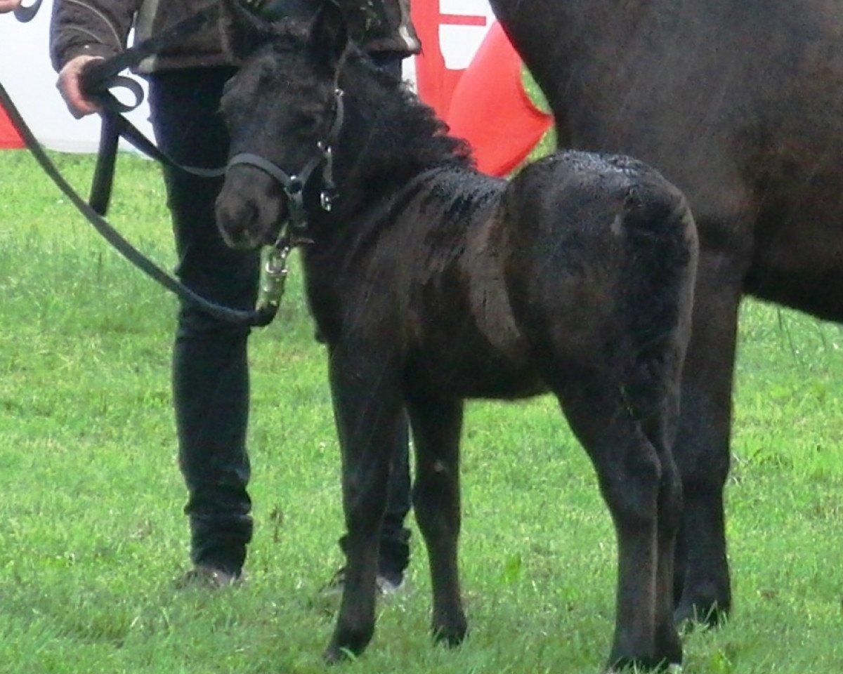 horse Calypso (Shetland Pony, 2014, from Chaccomo)
