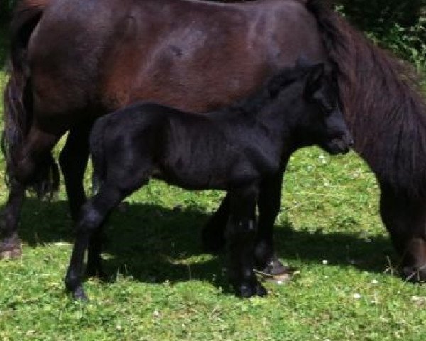 horse Cavalino (Shetland Pony, 2013, from Chaccomo)