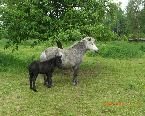 broodmare Weshorns Lara (Shetland Pony, 2009, from Incus)
