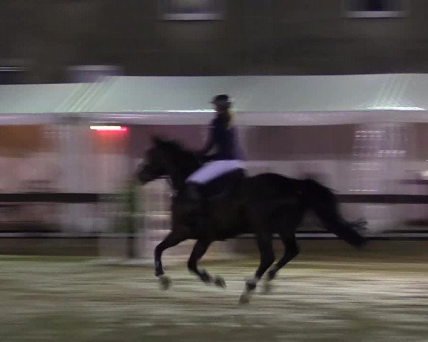 Reitturnier Buchenhof-Ibbenbüren 2016