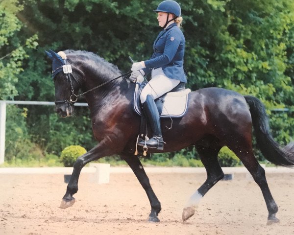 Dressurpferd Marocco Ola (Welsh, 2004, von Menai Touch of Class)