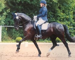 Dressurpferd Marocco Ola (Welsh, 2004, von Menai Touch of Class)