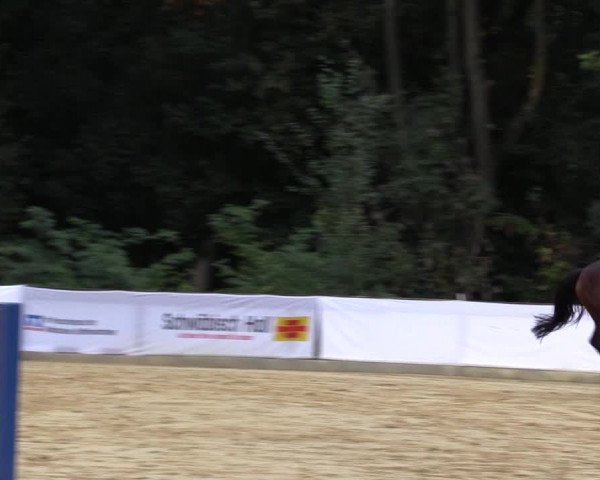 Reitturnier Buchenhof-Ibbenbüren 2016