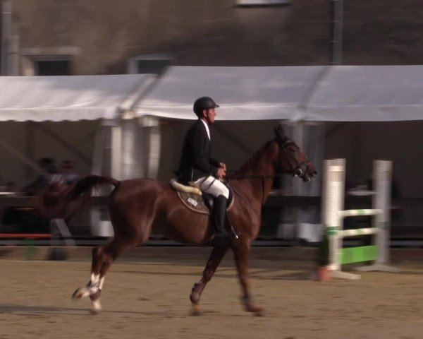 Reitturnier Buchenhof-Ibbenbüren 2016