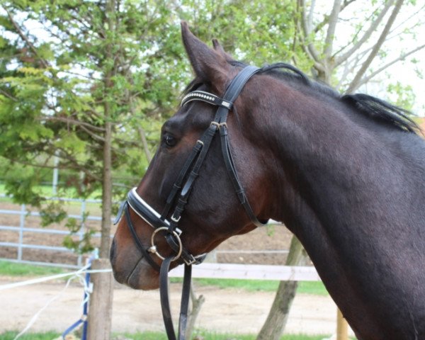 Deckhengst Filip (Trakehner, 2016, von Imhotep)