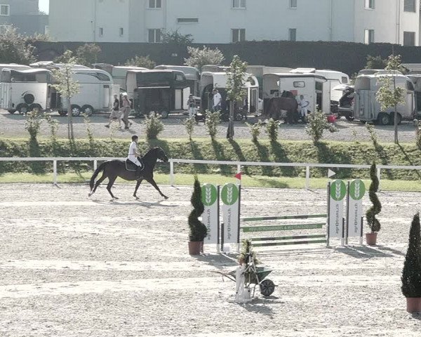 Pferdesporttage Bülach 2021