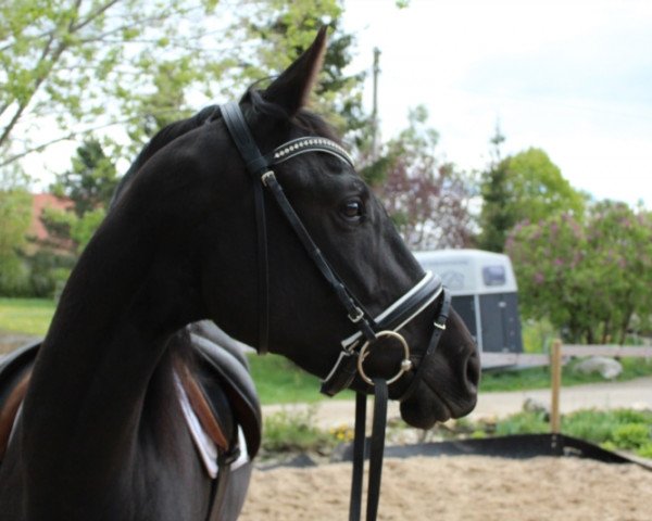 horse Aurora Gold (Trakehner, 2016, from Schwarzgold)