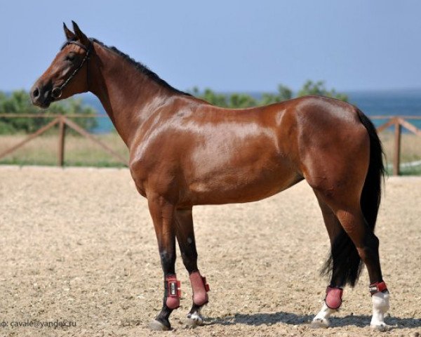 Springpferd Galaktika (Westfale, 2011, von Lido)