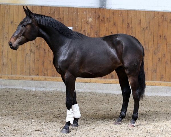 dressage horse Rubi Tuesday (Oldenburg, 2017, from Rubin Royal OLD)