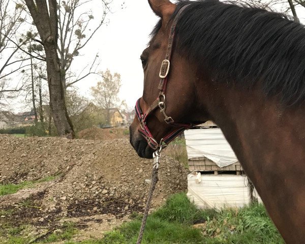broodmare La Cucaracha (Westphalian, 2002, from Lanciano)