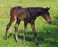 horse Hengst von Asgard's Ibiza (Oldenburg, 2019, from Asgard's Ibiza)