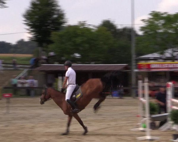 Reitturnier Buchenhof-Ibbenbüren 2016