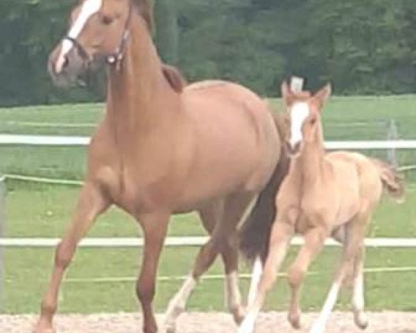 horse Don Leonardo (German Riding Pony, 2019, from Dreidimensional AT NRW)