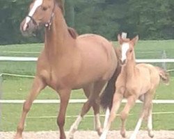Pferd Don Leonardo (Deutsches Reitpony, 2019, von Dreidimensional AT NRW)