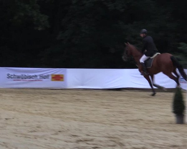 Reitturnier Buchenhof-Ibbenbüren 2016
