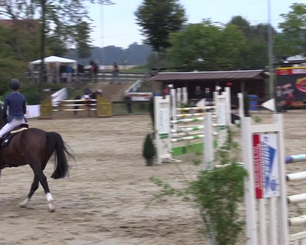 Reitturnier Buchenhof-Ibbenbüren 2016