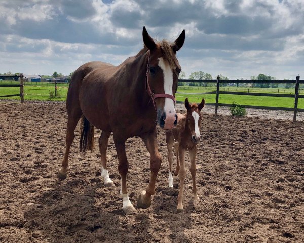Pferd Eugenia Siraxta Z (Zangersheide Reitpferd, 2019, von Emerald van 't Ruytershof) Pferd Eugenia Siraxta Z (Zangersheide Reitpferd, 2019, von Emerald van 't Ruytershof)
