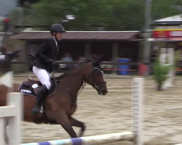 Reitturnier Buchenhof-Ibbenbüren 2016