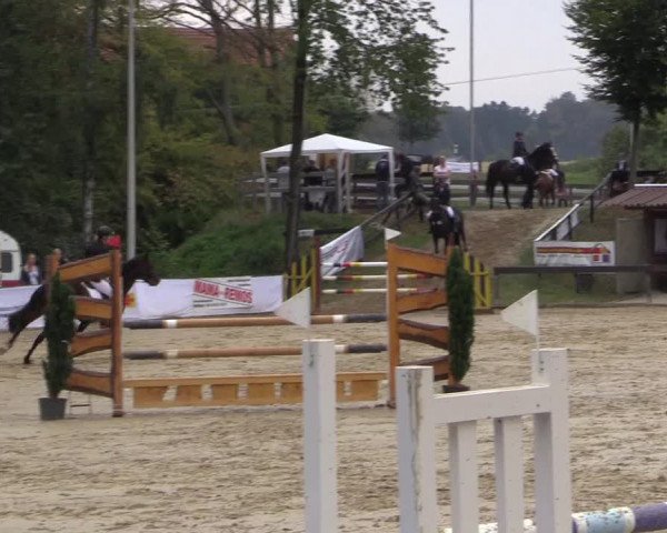 Reitturnier Buchenhof-Ibbenbüren 2016