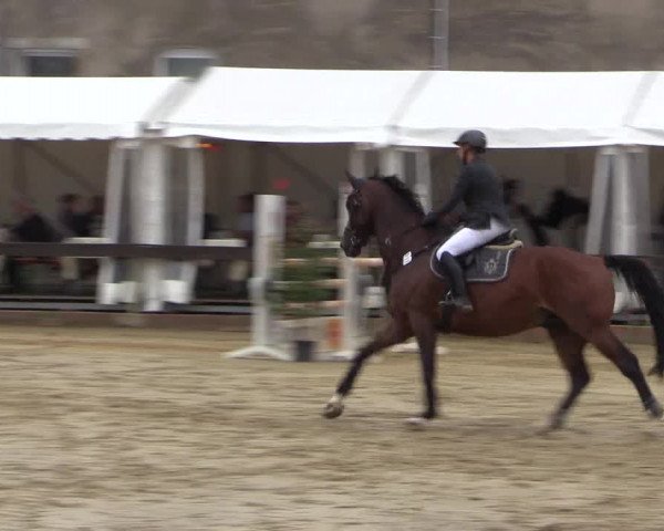 Reitturnier Buchenhof-Ibbenbüren 2016