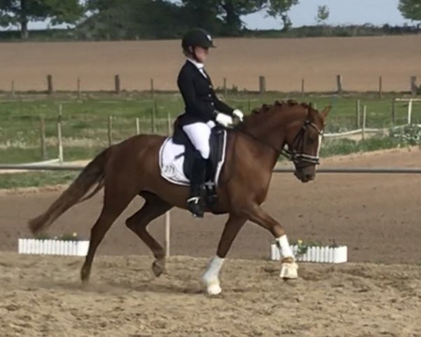 Dressurpferd Simply The Best Cm (Deutsches Reitpony, 2015, von Da Vinci Hs)