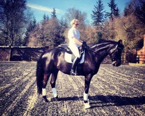 horse Sandro 335 (Hanoverian, 2001, from Santorini)