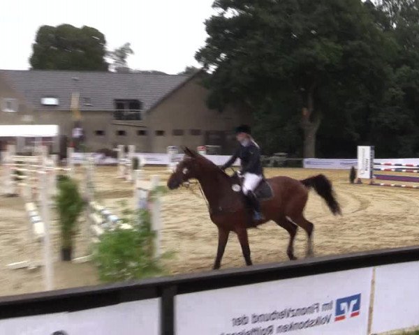 Reitturnier Buchenhof-Ibbenbüren 2016