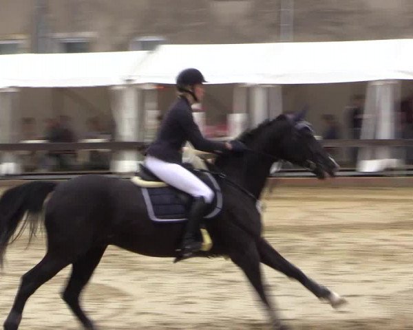 Reitturnier Buchenhof-Ibbenbüren 2016