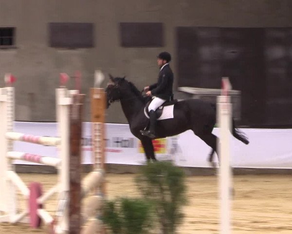 Reitturnier Buchenhof-Ibbenbüren 2016