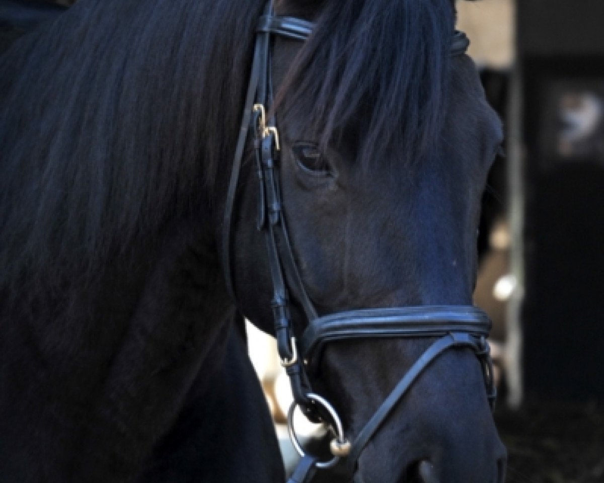 Dressurpferd Dior SK (Hannoveraner, 2008, von Don Roncalli)