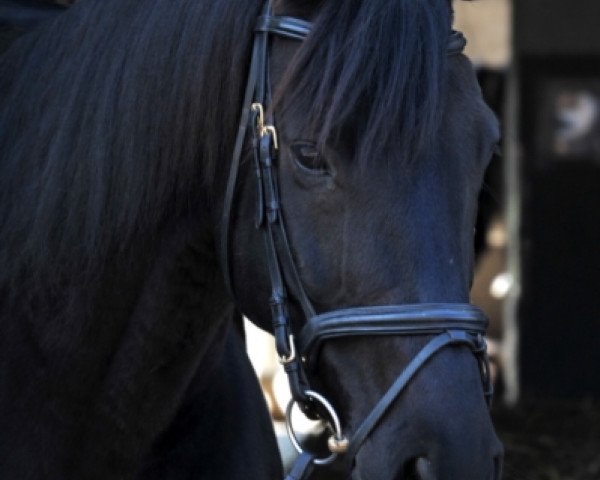 dressage horse Dior SK (Hanoverian, 2008, from Don Roncalli)