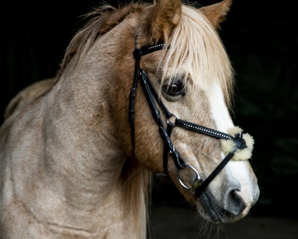 dressage horse Trixi 266 (unknown, 1992)