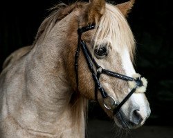 dressage horse Trixi 266 (unknown, 1992)