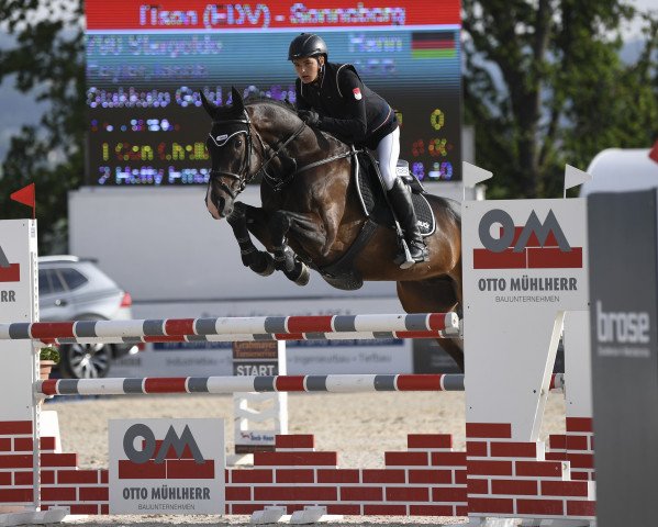 Springpferd Stargoldo (Hannoveraner, 2013, von Stakkato Gold)