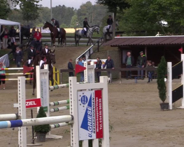 Reitturnier Buchenhof-Ibbenbüren 2016