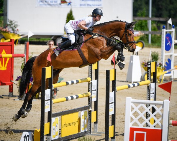 Springpferd Cigno (Holsteiner, 2007, von Colman)