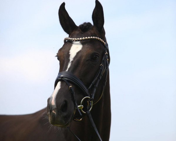 horse Sweetheart K (Westphalian, 2016, from Sezuan)