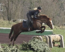 jumper Varell (New Forest Pony, 1998, from Van Gogh)