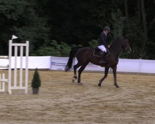 Reitturnier Buchenhof-Ibbenbüren 2016